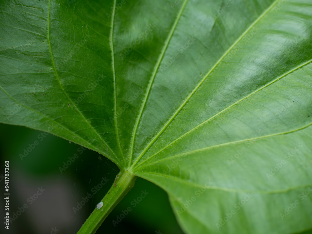 Photo of a leaf with a distinctive, detailed, curved leaf texture Photo of a leaf with a distinctive, detailed, curved leaf texture