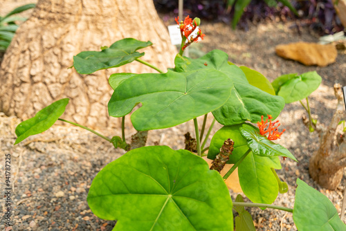 Gout plant or Jatropha Podagrica plant in Zurich in Switzerland photo