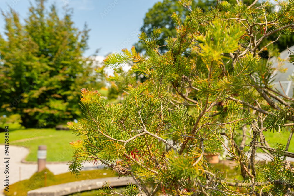 One sided bottlebrush or Calothamnus Quadrifidus plant in Zurich in Switzerland One sided bottlebrush or Calothamnus Quadrifidus plant in Zurich in Switzerland