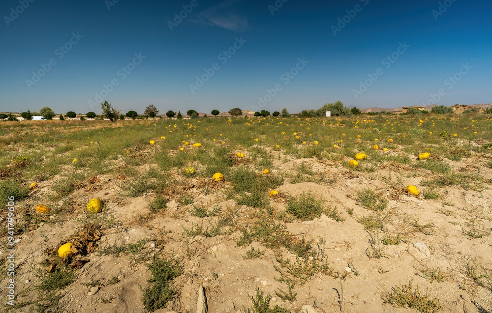 Sunny Field with Scattered Yellow Pumpkins Under Blue Sky