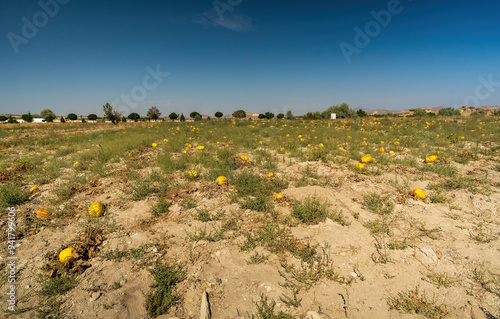 Obraz na płótnie Sunny Field with Scattered Yellow Pumpkins Under Blue Sky w salonie