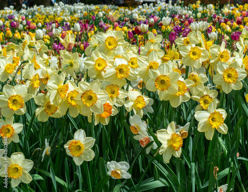 daffodils and tulips