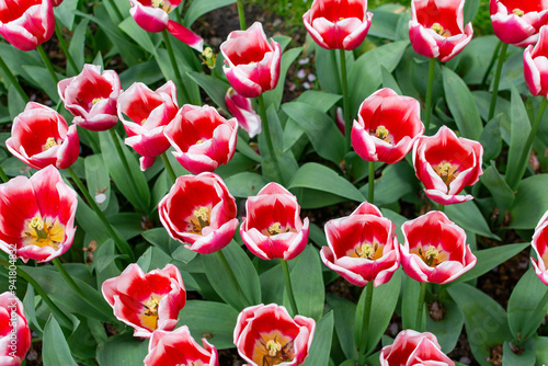 red and white tulips