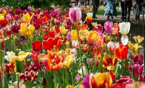 Field of colorful tulips and flowers
