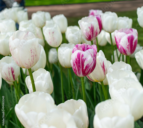 pink and white tulips