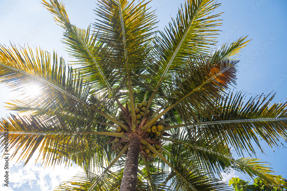 Fototapeta premium close up of coconut tree with bright blue sky and white background.