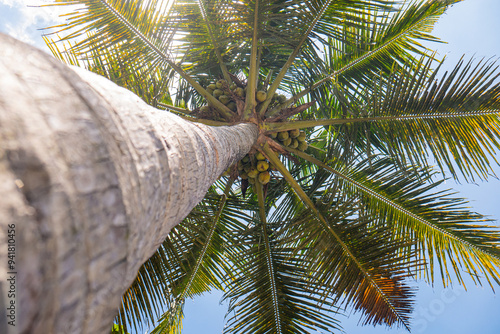 close up of coconut tree with bright blue sky and white background.