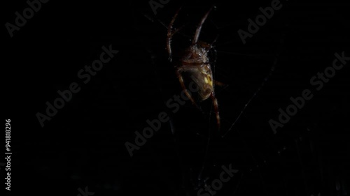 A crowned orb weaver spider, also known as a European garden spider, Brown spider on web in the night. Spider looking for food during dark night. photo