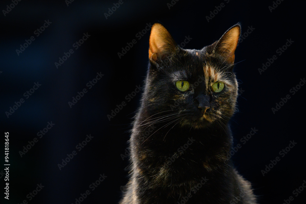 Calico cat with green eyes against a black and dark blue background. Orange. Black. Blue. Alone. Isolated. Eyes. Calico cat with green eyes against a black and dark blue background. Orange. Black. Blue. Alone. Isolated. Eyes.