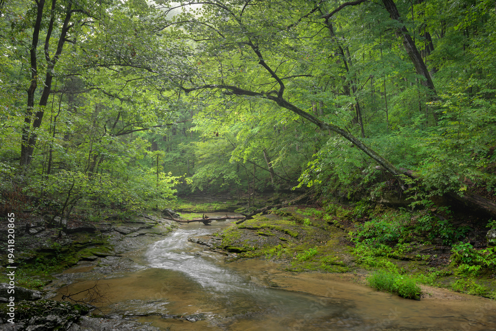 Flowing creek through a forest in summer. Green. Foggy. Tranquil. Beautiful. Landscape. Nobody Flowing creek through a forest in summer. Green. Foggy. Tranquil. Beautiful. Landscape. Nobody