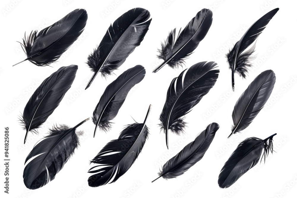 A cluster of black feathers against a white background A cluster of black feathers against a white background