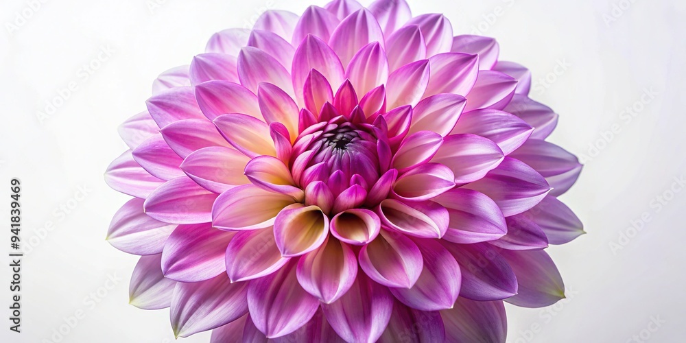 Obraz premium A vibrant, oversized dahlia bloom in shades of pink and purple dominates a minimalist white background, its delicate petals and robust center forming a striking icon.