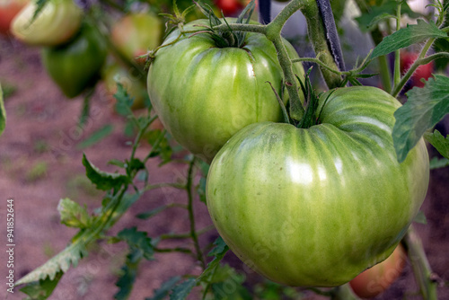 Green tomatoes hang on a branch. Vegetables are not ripe. A good crop harvest.