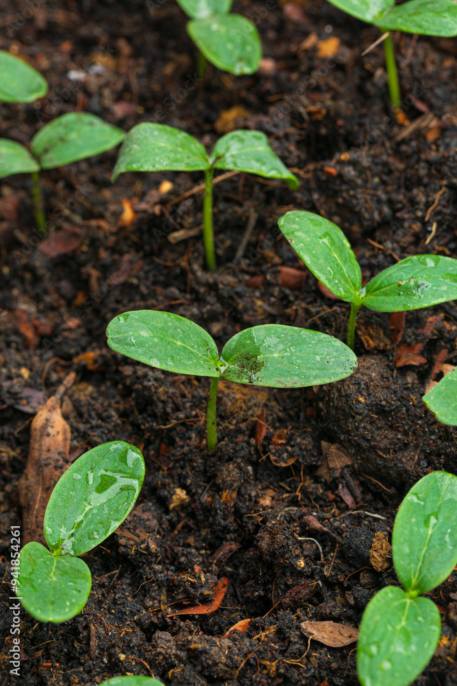 Close-up of seedlings,selective Close-up of green seedling.Green salad growing from seed Close-up of seedlings,selective Close-up of green seedling.Green salad growing from seed