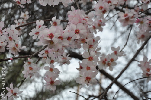 The beautiful Almond on the farmland