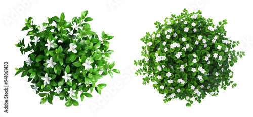 Fototapeta Naklejka Na Ścianę i Meble -  Top view of an isolated green bush with white flowers isolated on transparent background