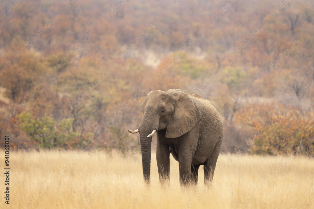 Fototapeta premium African elephant in the bush. Calm elephant during african safari. Animals whose endangered by poachers.