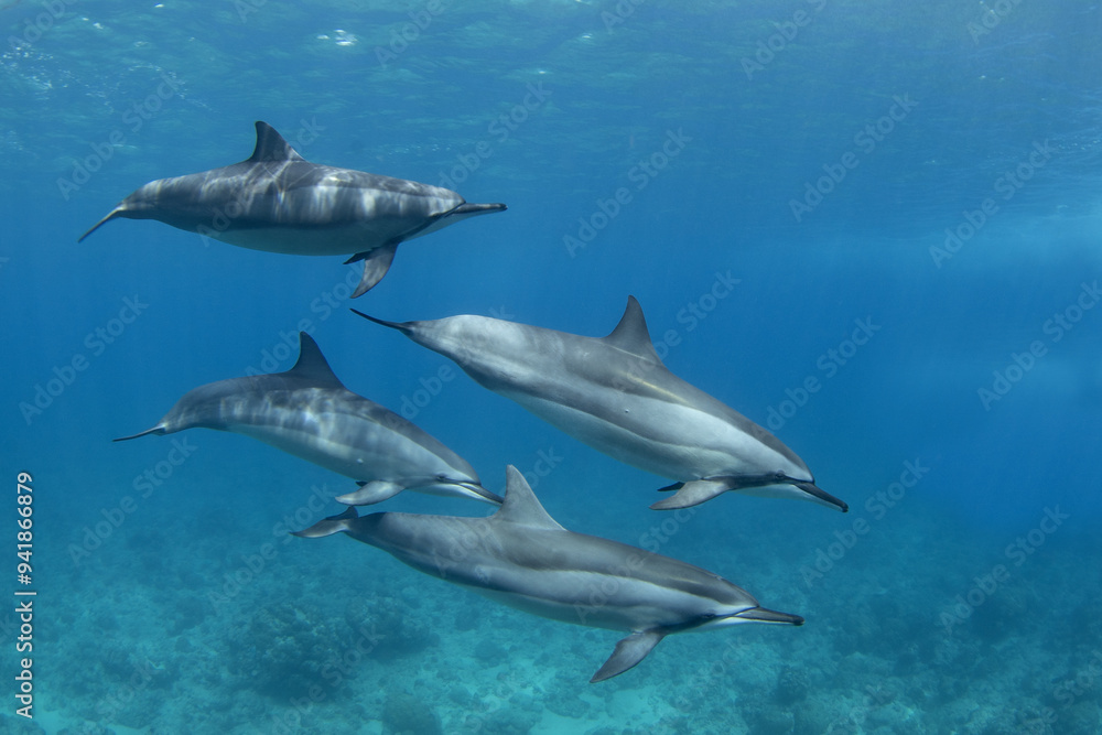 Spinner dolphin close to surface. Marine life in Indian ocean. Dolphins with light stripes. Group of dolphins near the Mauritius coast. Spinner dolphin close to surface. Marine life in Indian ocean. Dolphins with light stripes. Group of dolphins near the Mauritius coast.