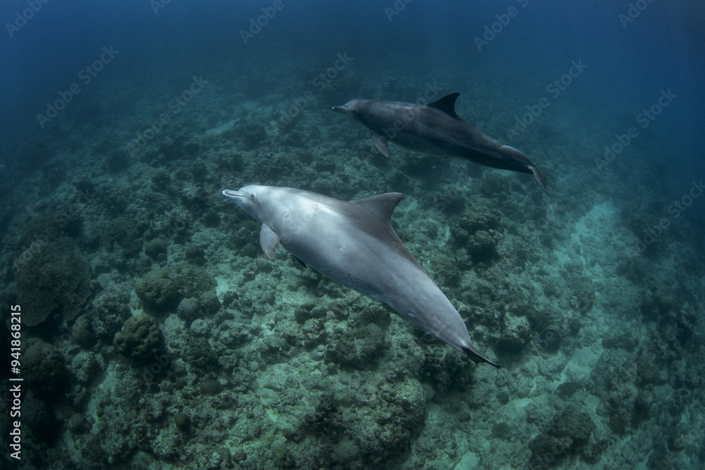 Naklejka premium Bottlenose dolphins are swimming near the bottom. Rare meeting with dolphins. Marine life near the island coast. 