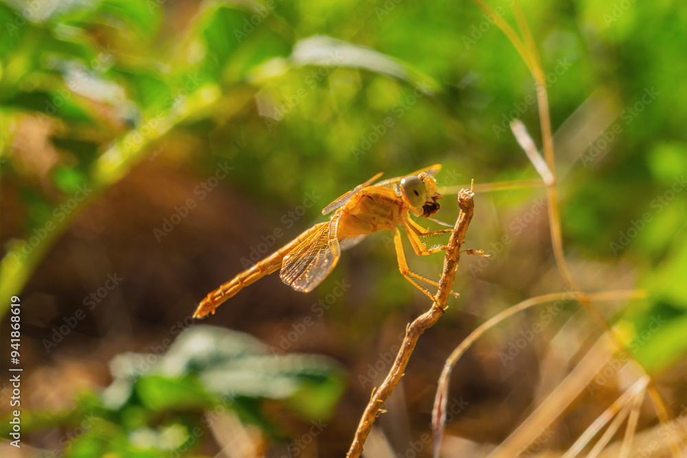A dragonfly chews its prey with its jaws close-up, sitting on a dry twig of grass. Unique elements of the body structure, head of representatives of the insect species, Lepidoptera. A dragonfly chews its prey with its jaws close-up, sitting on a dry twig of grass. Unique elements of the body structure, head of representatives of the insect species, Lepidoptera.