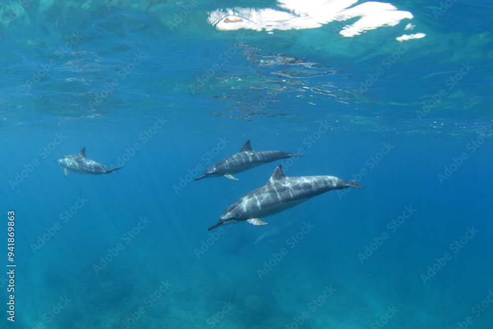 Naklejka premium Spinner dolphin close to surface. Marine life in Indian ocean. Dolphins with light stripes. Group of dolphins near the Mauritius coast.
