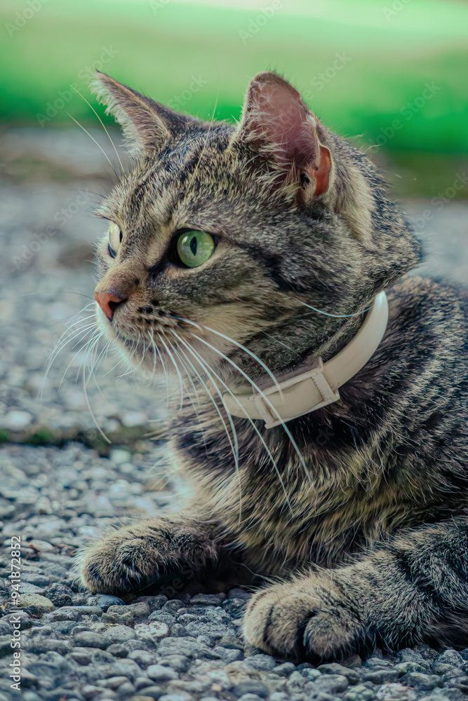 Naklejka premium Katze