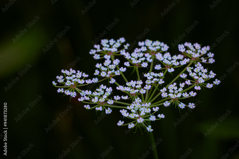 Weiße Wildblume Weiße Wildblume