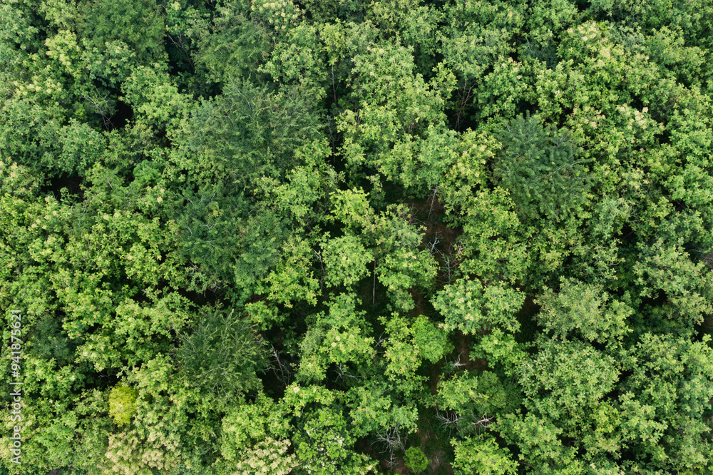 Aerial view captures a lush, green forest with a dense canopy of trees stretching across the landscape. Aerial view captures a lush, green forest with a dense canopy of trees stretching across the landscape.