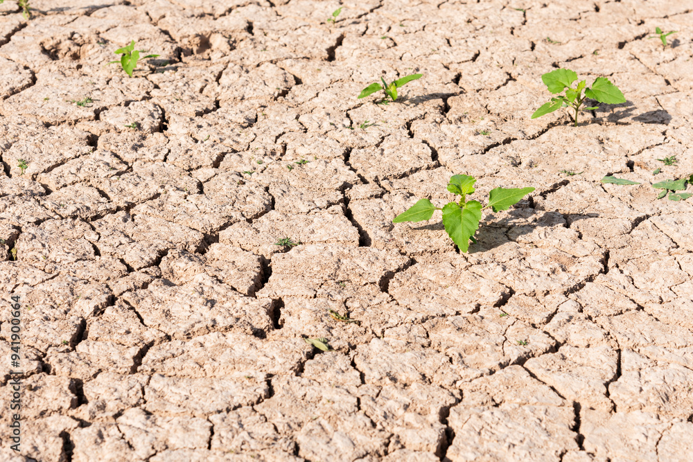 Brote verde de hierba en tierra seca, agrietada debido a la sequía Brote verde de hierba en tierra seca, agrietada debido a la sequía