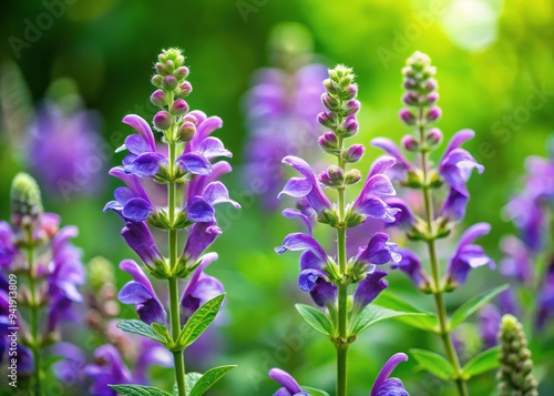 Delicate purple flowers of Scutellaria baicalensis, also known as Chinese skullcap, bloom amidst lush green foliage in a serene natural setting.