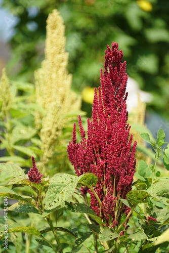 Closeup of the Red Amaranth Elena`s Rojo photo