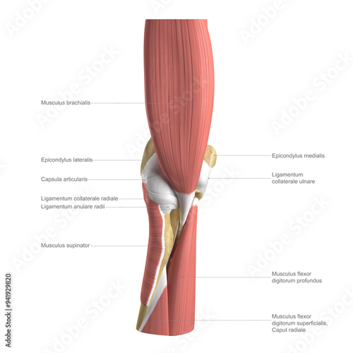 Anatomy of the elbow, labelled illustration photo