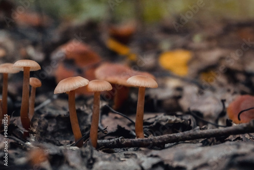 toadstools on green moss on a dark natural background. pagan wiccan, slavic traditions. Witchcraft, esoteric spiritual ritual