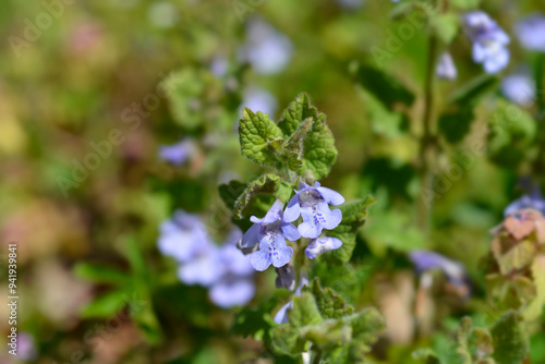 Ground ivy flowers photo