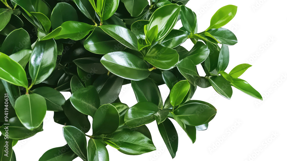 Dense Green Bush Isolated Dense Green Bush Isolated