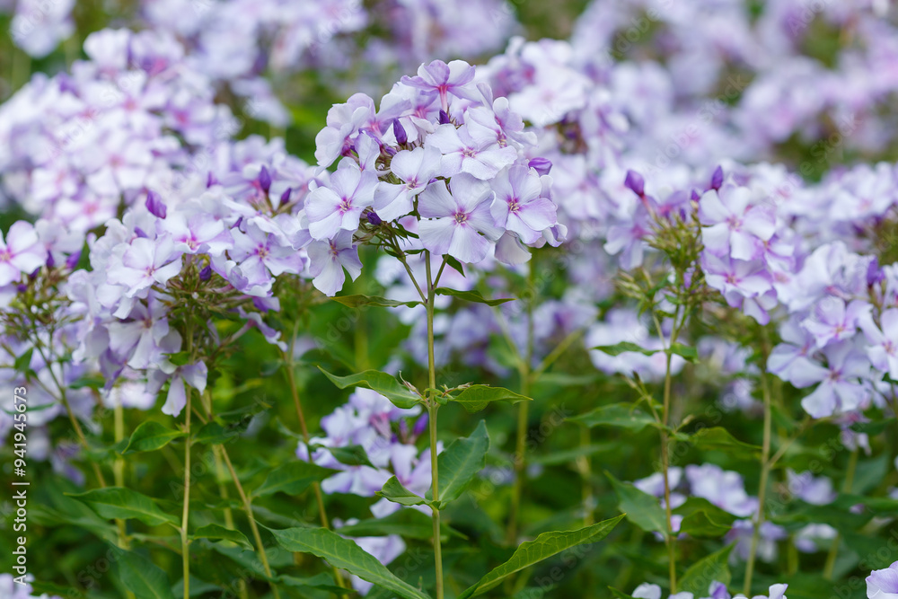 Phlox paniculata blooms in the garden. The blue flowers of the paniculate phlox with a purple center are close up Phlox paniculata blooms in the garden. The blue flowers of the paniculate phlox with a purple center are close up