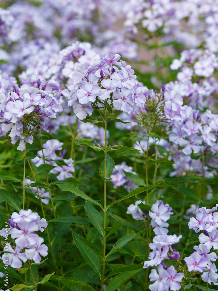 Phlox paniculata blooms in the garden. The blue flowers of the paniculate phlox with a purple center are close up Phlox paniculata blooms in the garden. The blue flowers of the paniculate phlox with a purple center are close up