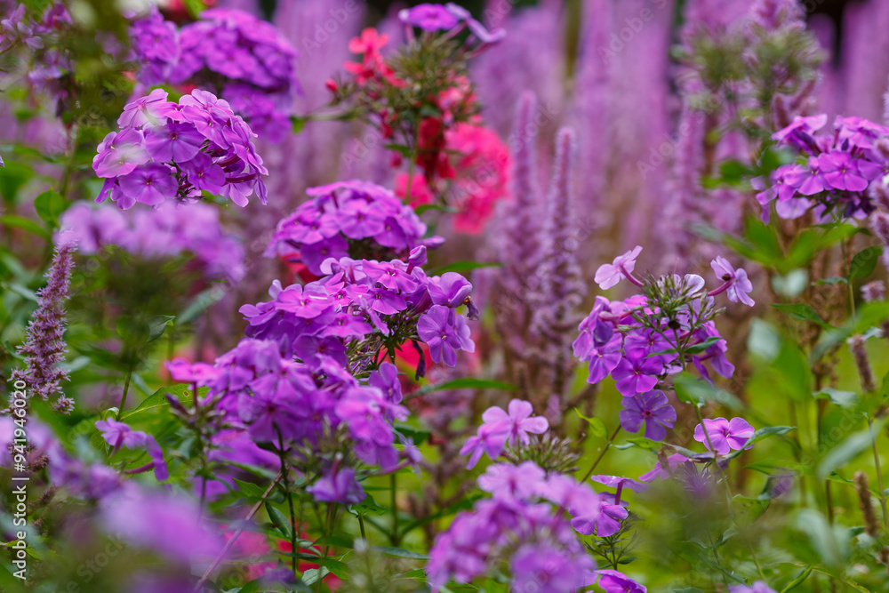Obraz premium Phlox paniculata blooms in the garden. The bright purple flowers of the paniculate phlox with a purple center in garden_