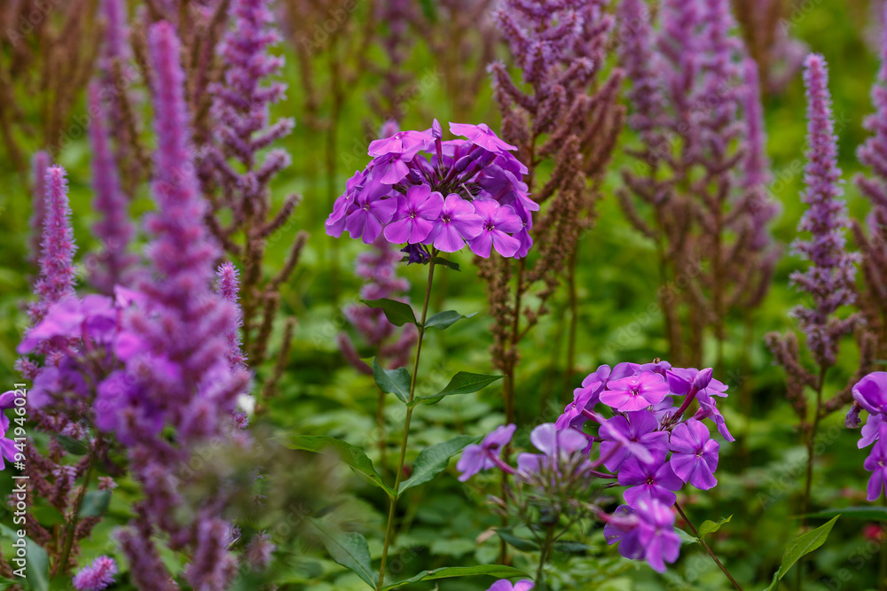 Phlox paniculata blooms in the garden. The bright purple flowers of the paniculate phlox with a purple center in garden_ Phlox paniculata blooms in the garden. The bright purple flowers of the paniculate phlox with a purple center in garden_