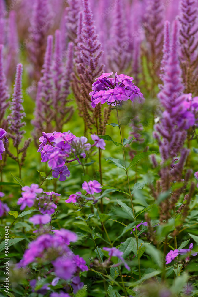 Phlox paniculata blooms in the garden. The bright purple flowers of the paniculate phlox with a purple center in garden_ Phlox paniculata blooms in the garden. The bright purple flowers of the paniculate phlox with a purple center in garden_