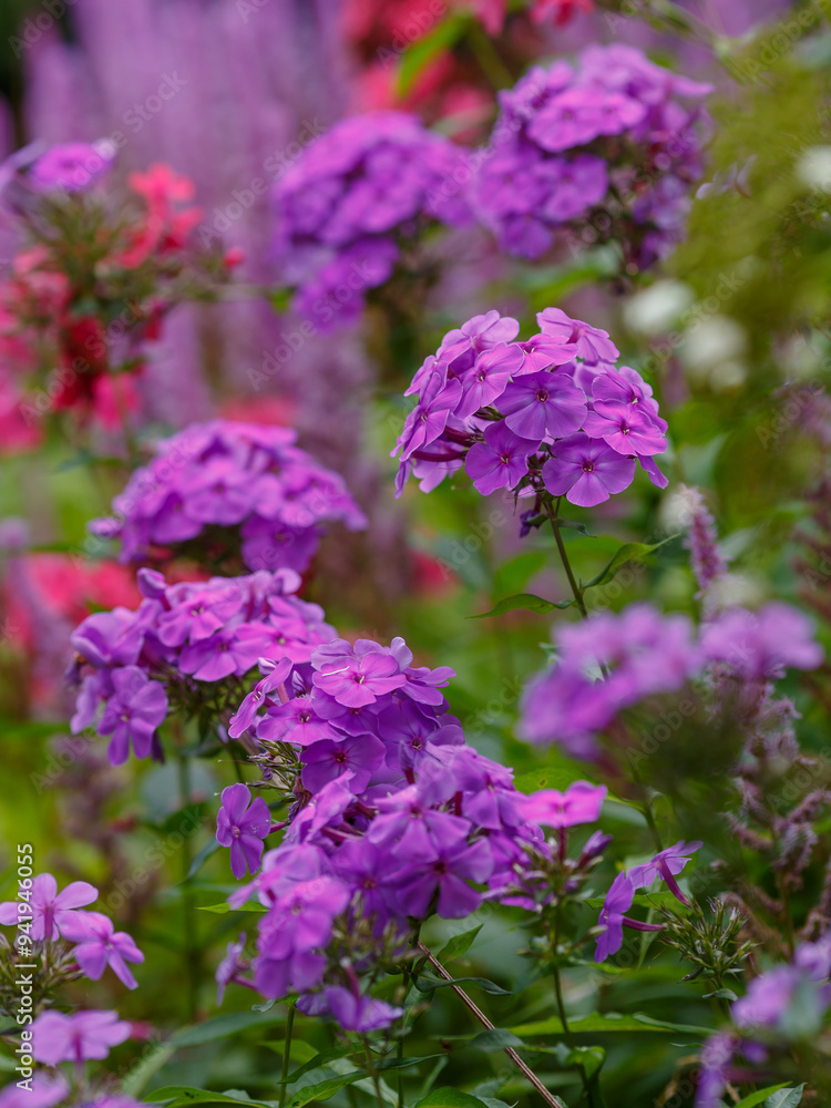 Fototapeta premium Phlox paniculata blooms in the garden. The bright purple flowers of the paniculate phlox with a purple center in garden