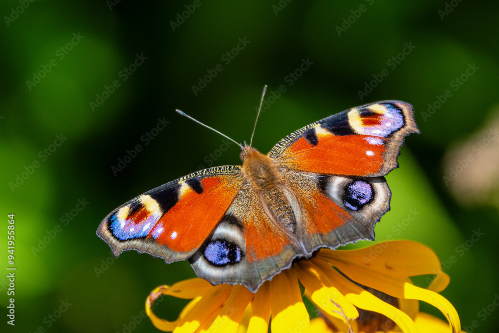 Schmetterling (Pfauenauge) Schmetterling (Pfauenauge)