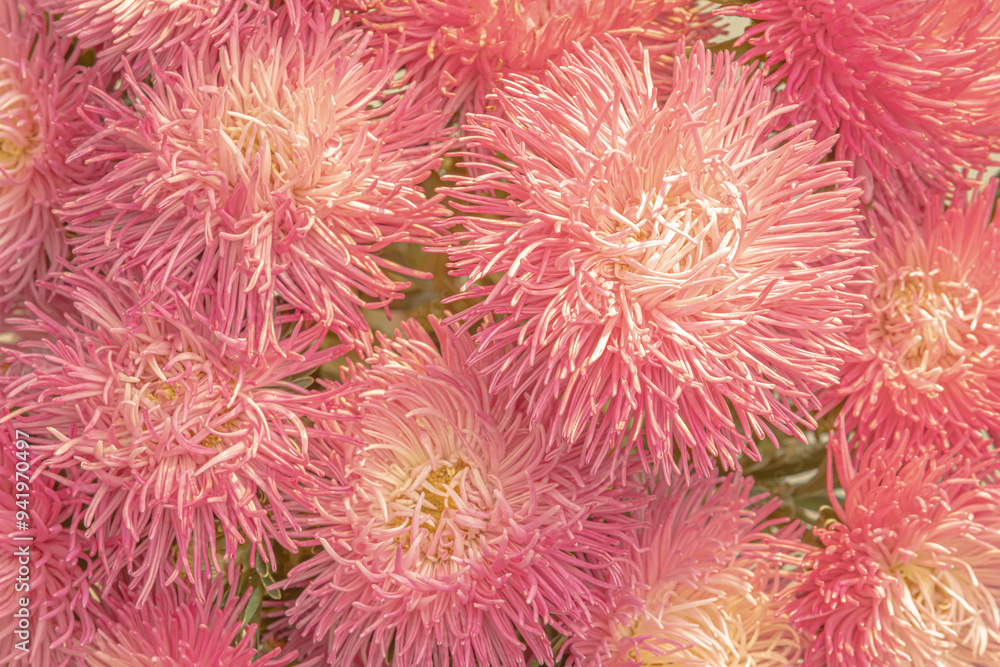 Bright pink fluffy flowers in 1970s 1980s style. Bright pink fluffy flowers in 1970s 1980s style.