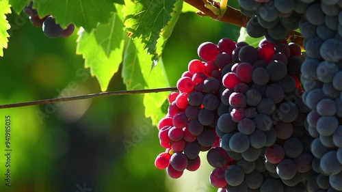 Beautiful bunches of red grapes on the vineyards just before the harvest in the Tuscan countryside, Italy. Selective focus.