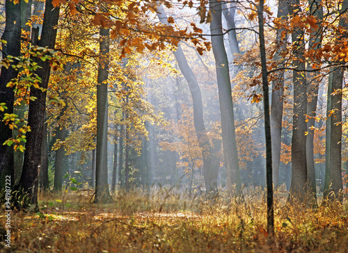 View of Autumn Forest with Sun Rays