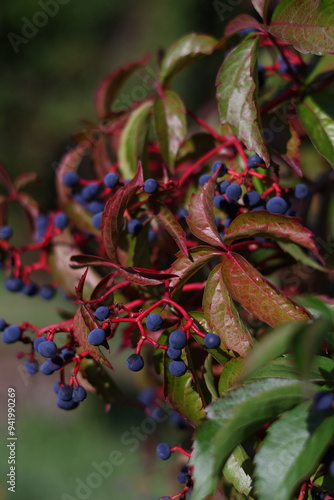 Bushes of maiden grapes photo