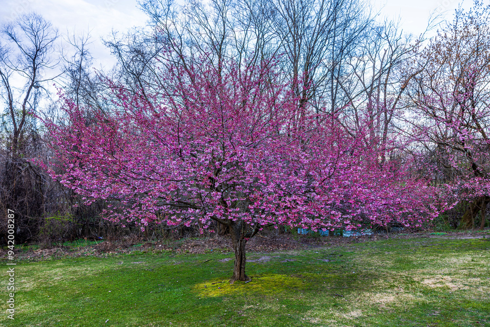 Flowering crabapple tree on green-yellow lawn in early spring with bare shrubs and lake in background on cloudy day. USA. Flowering crabapple tree on green-yellow lawn in early spring with bare shrubs and lake in background on cloudy day. USA.