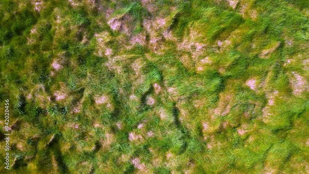 A close-up view of a grassy surface with patches of brown and green hues. The grass blades are visible and textured. A close-up view of a grassy surface with patches of brown and green hues. The grass blades are visible and textured.