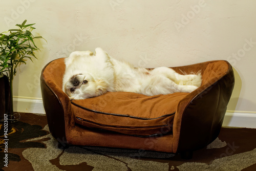 The small dog lying on his back, resting pekingese photo