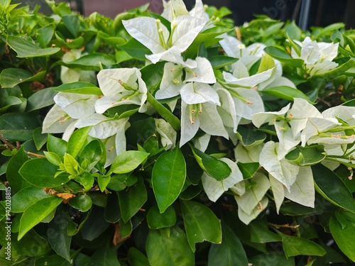 leaves of a plant